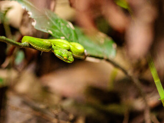 Green pit viper (Trimeresurus macrops) juvenile