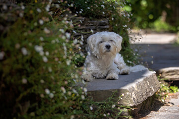 Beautiful medieval village Talasnal in Lousa, Portugal on a beautiful day. Child playing on the street of the village with his pet dog