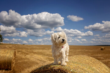 Sweet little maltese pet dog. Amazing landscape, rural scene with clouds, tree and empty road...