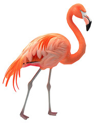 A Flamingo isolated on a transparent background PNG