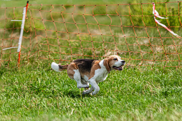 Dog running and chasing coursing lure on green field at competition