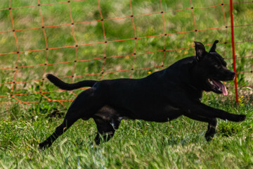 Dog running and chasing coursing lure on green field at competition