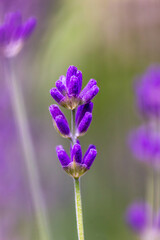 Lavender 2. © Marcin Lonczak