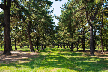 浜寺公園の風景