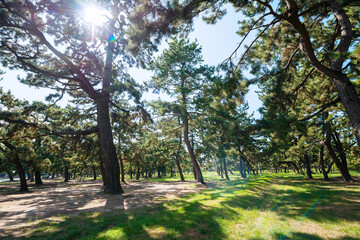 Obraz premium 浜寺公園の風景