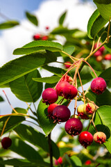Berry tree. © Marcin Lonczak