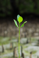 Mangrove trees on the beach