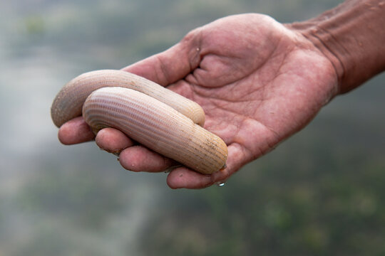 Peanut worm - Urechis unicinctus. Peanut worm is a type of sea worm that lives in sand, and is used as food in several countries in Asia