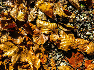 Leaves in park, autumn 