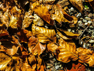 Leaves in park, autumn 