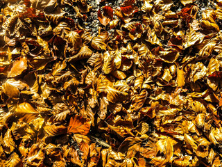 Leaves in park, autumn 