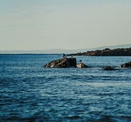 bird on the rock