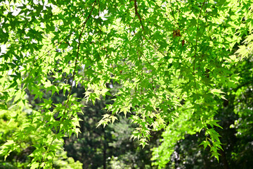 transmitted light through tree leaves