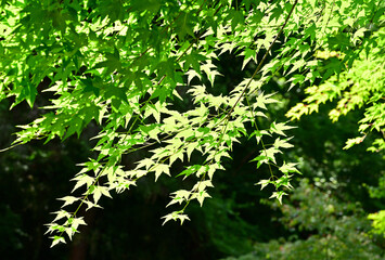 transmitted light through tree leaves