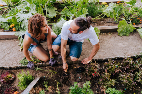 Smiling couple looking at each other while planting in vegetable garden