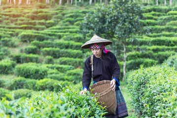 Asia worker farmer women picking tea leaves for traditions in the sunrise morning at tea plantation...