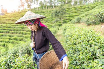 Asia worker farmer women picking tea leaves for traditions in the sunrise morning at tea plantation...