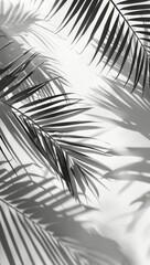 Fototapeta premium Palm Tree Leaf Shadows On A White Wall In Black And White