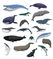 Whale Swimming Poses Set Various Species Cartoon Vector