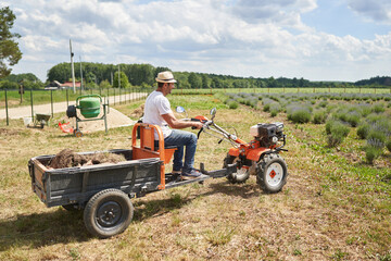 Obraz premium Indian man by his lavender field