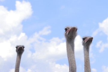 Close-up of ostrich heads. A bird with a long neck, big eyes and long beautiful eyelashes. Portrait of an ostrich against the sky. Exotic animal. A group of ostriches in the open air