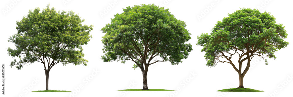 Poster an isolated high definition tree against a white background