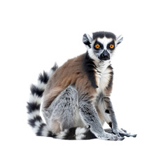 Obraz premium Ring-tailed lemur isolated on white background
