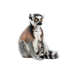 Obraz premium Ring-tailed lemur isolated on white background