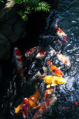 Koi fish swimming in a pond on a sunny day