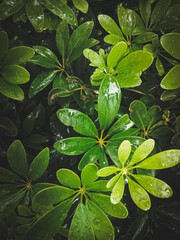 leaves after rain Schefflera Actinophylla tree