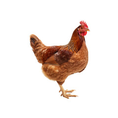 Fototapeta premium chicken on a white background