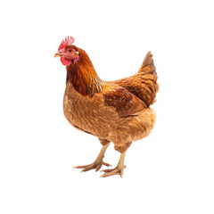 Fototapeta premium chicken on a white background