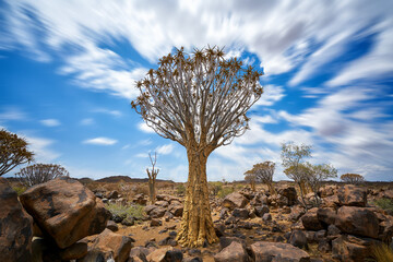 Naklejka premium Quiver Tree with moving sky in Namibia
