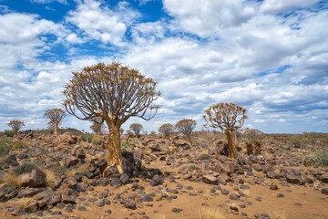 Kokerboom or Quiver Trees in Namibia