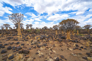 Quiver Tree Forest (Kokerboomwoud) in Namibia