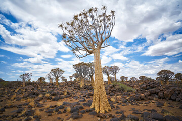 Quiver Tree know as Kokerboom in Namibia
