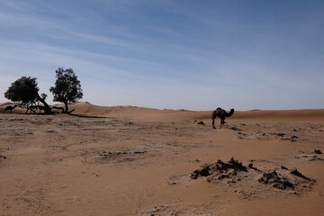 A camel in the Sahara desert, Morocco 