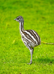 Young emu in a meadow. Flightless ratite. Dromaius novaehollandiae.
