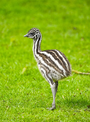 Young emu in a meadow. Flightless ratite. Dromaius novaehollandiae.
