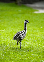 Young emu in a meadow. Flightless ratite. Dromaius novaehollandiae.
