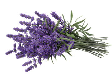 bunch of lavender isolated on transparent background