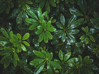 leaves after rain Schefflera Actinophylla tree