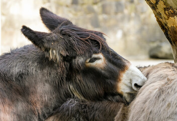 Portrait of a donkey. Mammal close-up.
