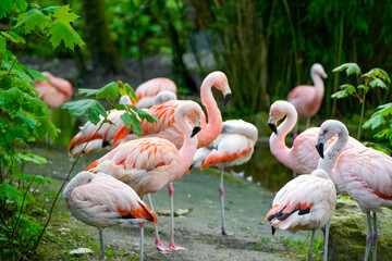 Flamingos on the bank of a pond. Bird with pink plumage.
