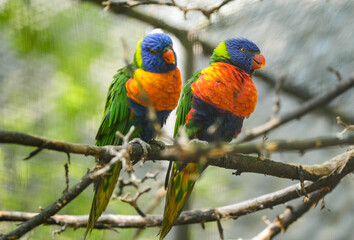 Portrait of a rainbow lorikeet pair. Trichoglossus moluccanus.
