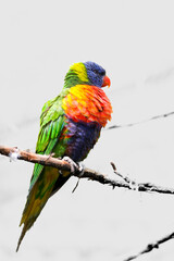Portrait of a rainbow lorikeet. Trichoglossus moluccanus.
