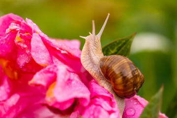 Roman or Burgundy snail or escargot (Helix pomatia), a large, air-breathing stylommatophoran land snail with creamy light brownish shell. Macro in a pink peony flower in a garden on a rainy day.
