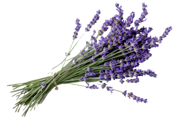 bunch of lavender isolated on transparent background