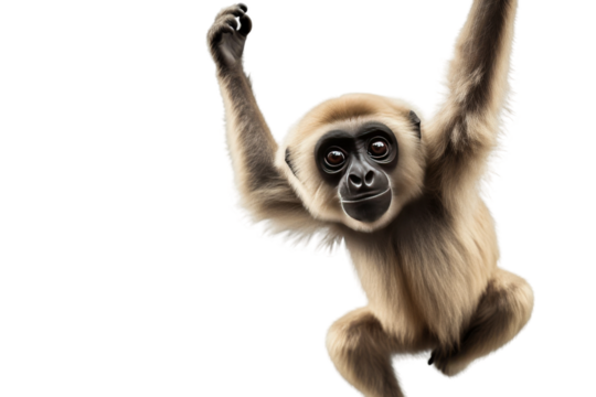 Aerial Acrobatics of the Playful Primate on a White or Clear Surface PNG Transparent Background..