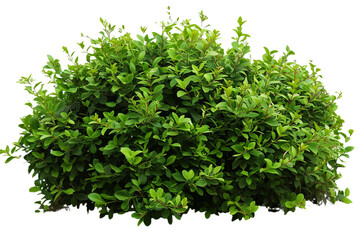 Obraz premium bush on transparent background